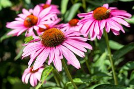 Héliotrope, Echinacea purpurea sur Alexander Ludwig