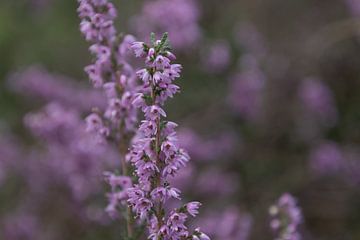 Flowering heather