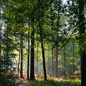 Ein heller Morgen im Wald von Noraly Verriet