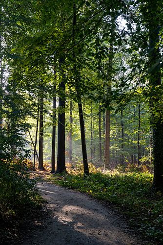 Bright morning in the forest