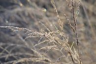 siergras in winter van Eveline Vermeulen thumbnail