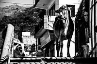 Cow on the street in India