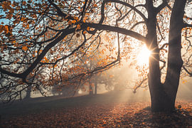 Étoile du soleil dans l'érable de la forêt d'Habichtswald