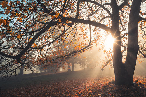 Étoile du soleil dans l'érable de la forêt d'Habichtswald