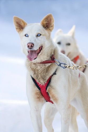 Chien d'attelage 