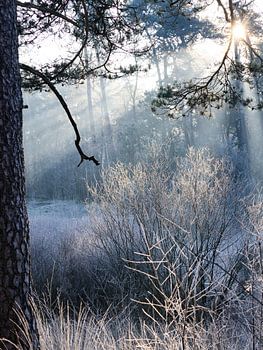 Der Wald von Oisterwijk am Morgen
