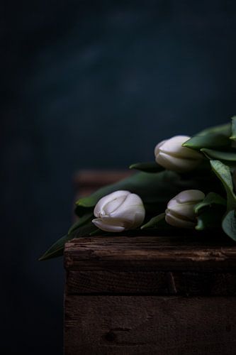 White tulips in dark setting