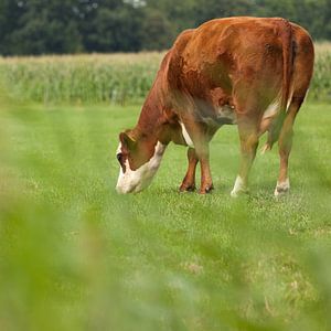 rode koe in de wei