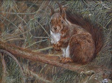 Europäisches Eichhörnchen in einer Waldkiefer von Wim Romijn