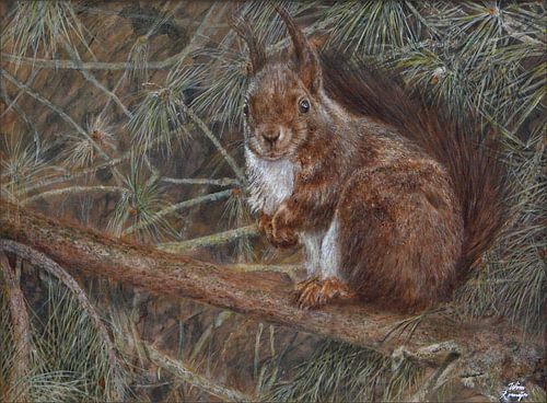 Europese eekhoorn in grove den