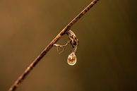 Regendruppel hangt aan een tak als dier dat zich ontpopt van Dieuwertje Hurkmans thumbnail