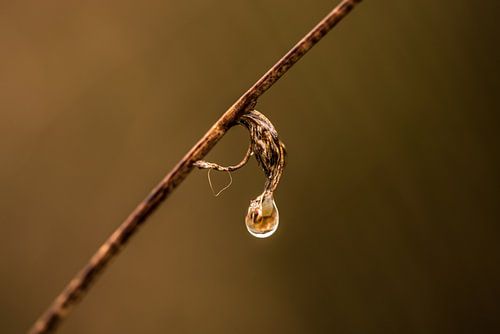 Regendruppel hangt aan een tak als dier dat zich ontpopt