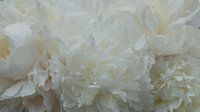 White peonies