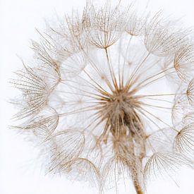 Fine seed fluff in light and minimalist ambience by But First Framing