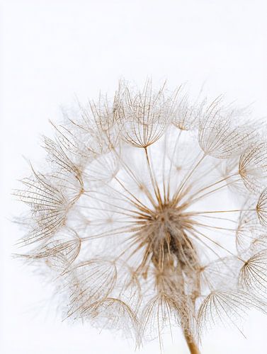 Des graines fines dans une ambiance légère et minimaliste