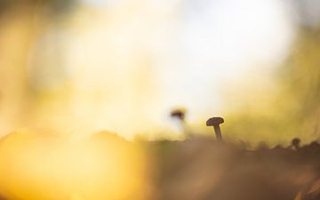 2 champignons de chou rouge sur peterheinspictures