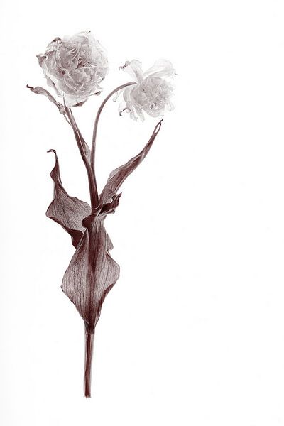 Dubbele tulp gedroogd van Karel Ham