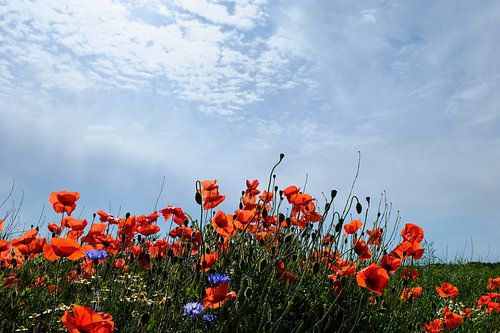Heldere papaver