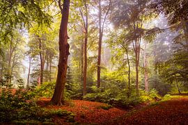 The Solitary Tree sur Mark Vredeveld