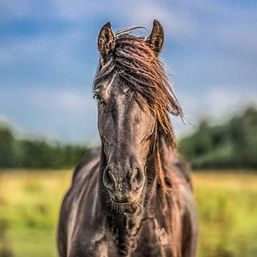 Portret-Close-Up  van een paard