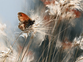 Schmetterling - Poesie des Windes