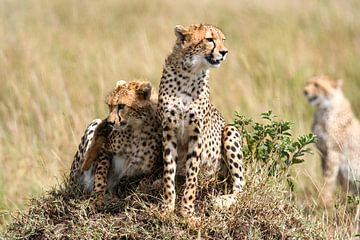 Jachtluipaarden in de Masai Mara Savanne van Roland Brack