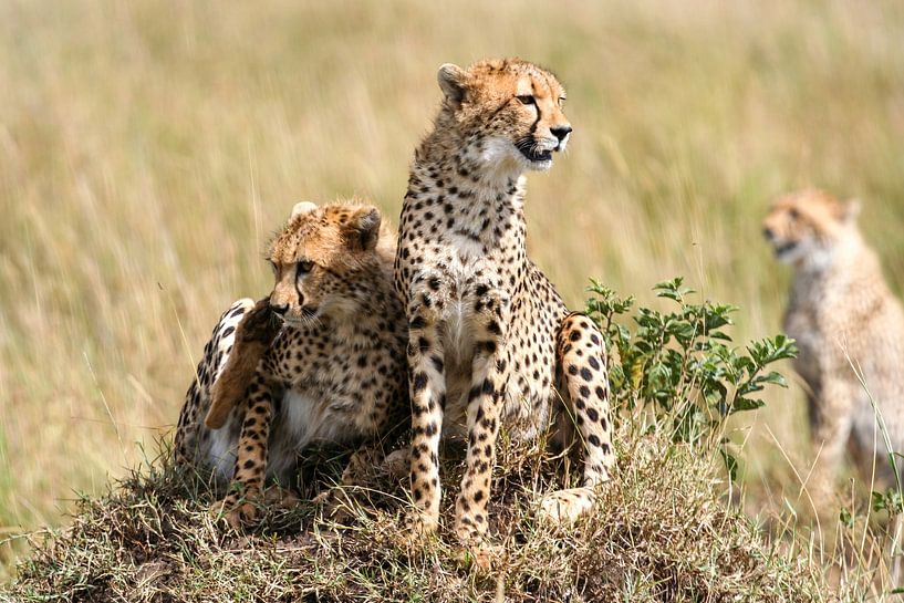 Guépards dans la savane du Masai Mara par Roland Brack