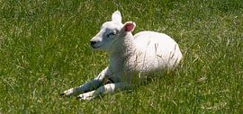 DE - Niedersachsen The resting lamb by Photoart-Naegele