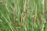 European praying mantis