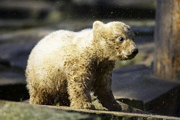 Un petit ours polaire secoue la saleté de sa fourrure.
