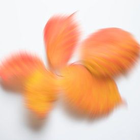 Playful autumn colours 6 by Jaap Tanis