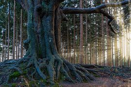 Bakkeveen the Magic Tree  von Kevin Boelhouwer