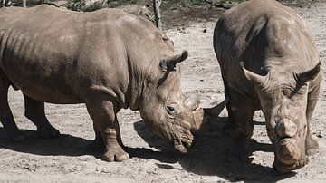 Les rhinocéros : une histoire en nuances de gris sur Teuntje van den Brekel