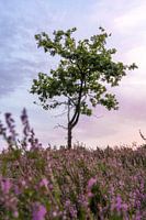 La lande limbourgeoise 1