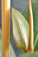 Rubber tree Ficus Robusta