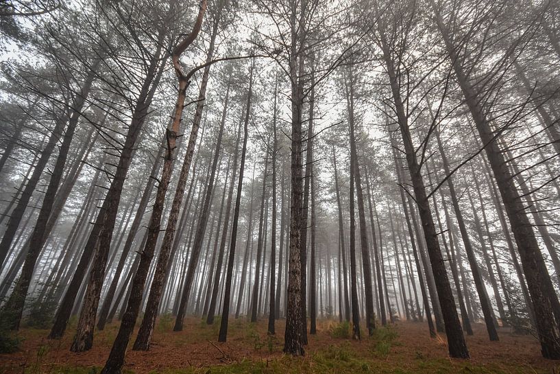 in between the trees by Bart Liesenborgs