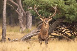 Cerfs sur le Hoge Veluwe, période de rut.