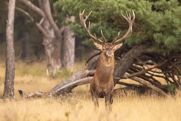 Deer on the Hoge Veluwe, rutting season by Gert Hilbink