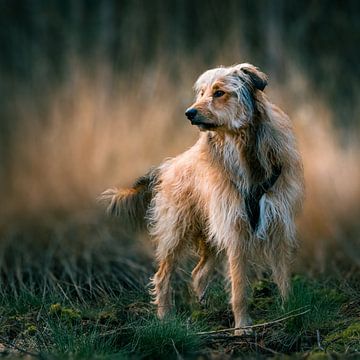 Großer zotteliger Hund in der niederländischen Landschaft von Marjolein Fortuin