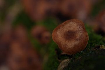 Champignon brun foncé - Armillaria Art