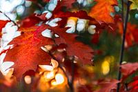 Close-up van een rood herfstblad met bokeh op de achtergrond
