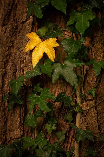 L'automne arrive par Halma Fotografie