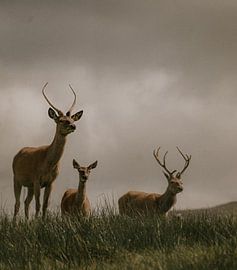 The Three Guardians of the Highlands by angelo adriaenssens