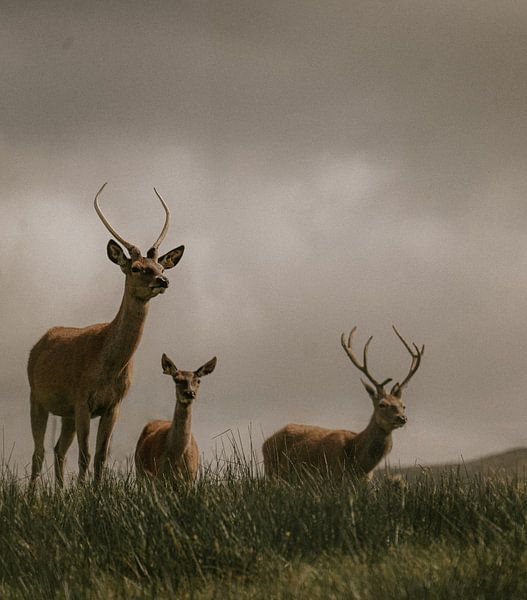 Die drei Wächter der Highlands von angelo adriaenssens