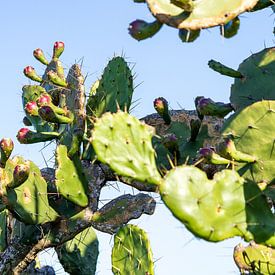 Cactus au bord de la mer – Photographie de paysages côtiers tropicaux sur Piret Victoria Ribas Art & Photography