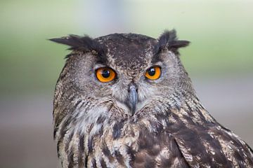 visage de hibou sur marijke servaes