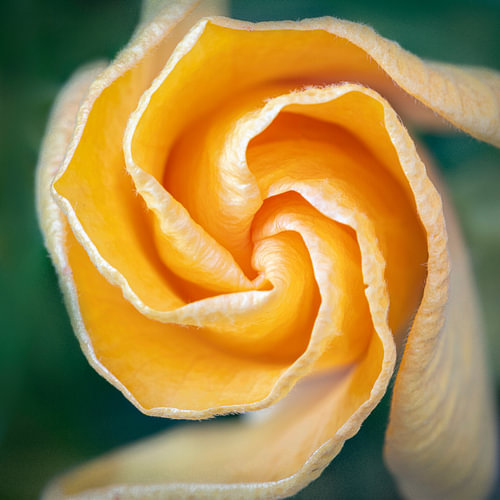Gele Hibiscus Knop in Grafische Spiraalvorm