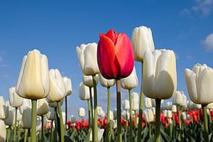 Rode tulp tussen witte tulpen