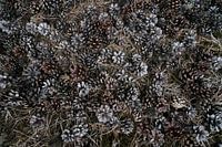 Pine cones on the ground