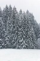 Sneeuwboom